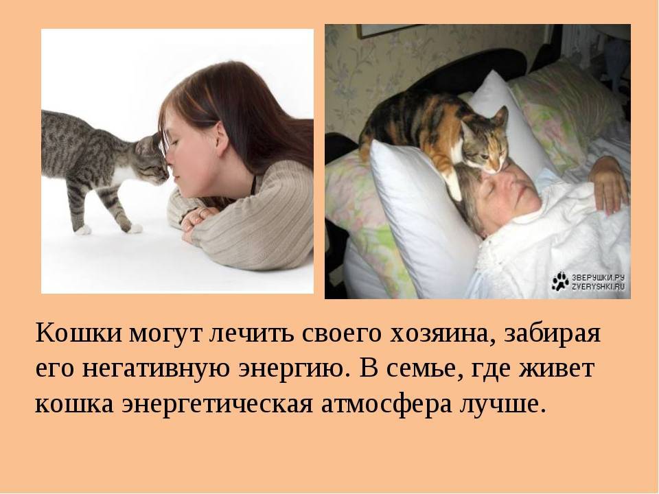 Как кошки благодарят своих хозяев