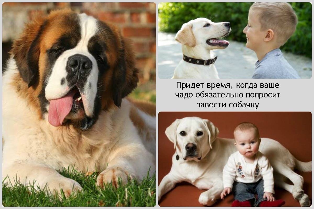≡ топ 15 ᐈ лучшие породы собак для ребенка | woofy dog