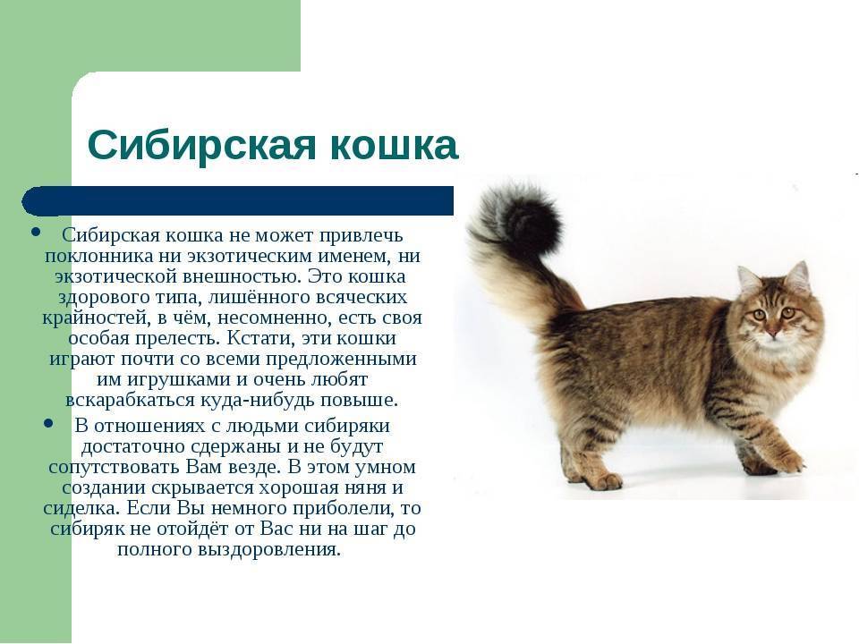 Особенности характера сибирской голубой кошки. отношение к другим животным - твой питомец