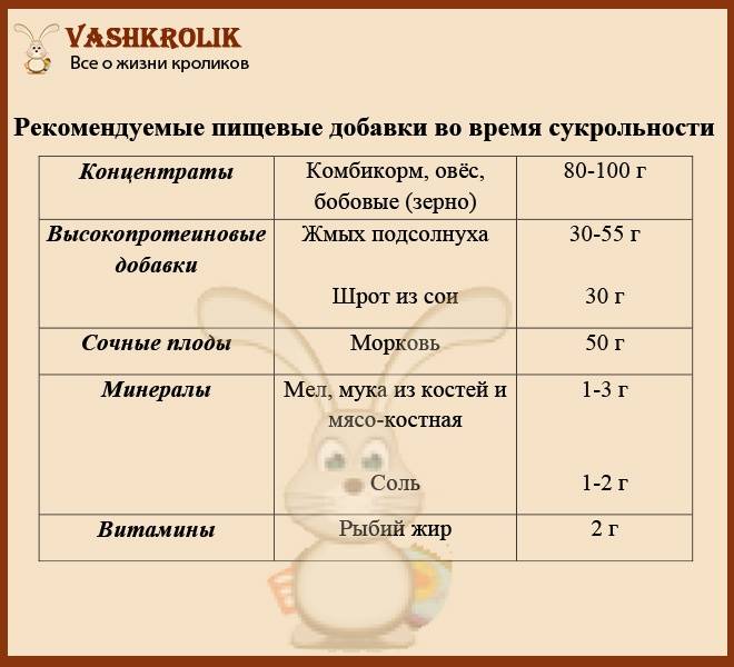 Сколько длится беременность у кроликов и как они рождаются