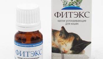 Как успокоить кошку в домашних условиях: как понять, что у кошки стресс и как помочь питомцу