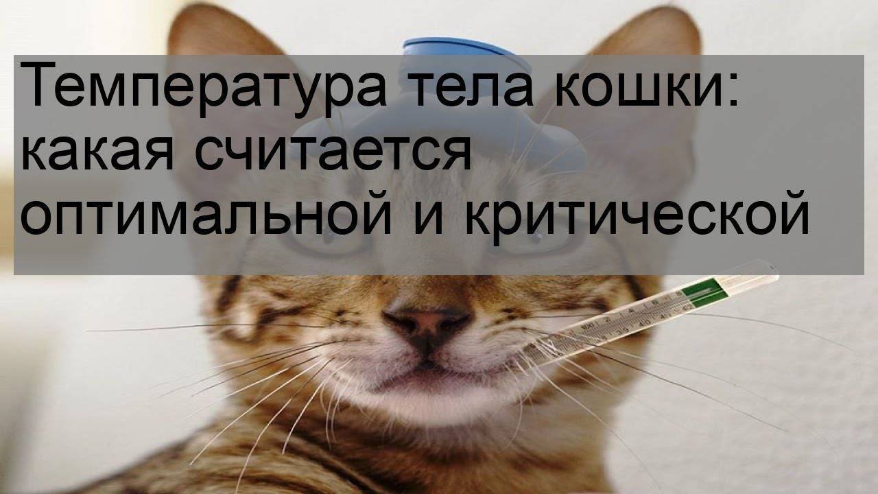 Как померять и снять температуру у кошки