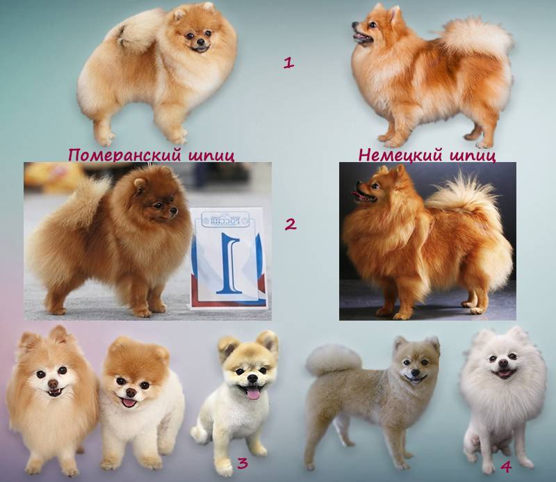 Померанский мини шпиц: описание породы и фото собак