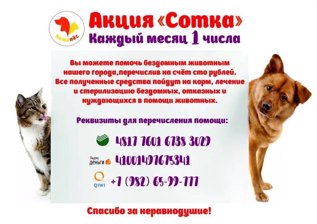 «лапа помощи». как я могу помочь бездомным животным и зоозащитным организациям?  — fonar.tv