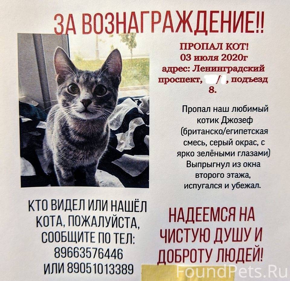 Как найти кота, если он убежал или потерялся на улице