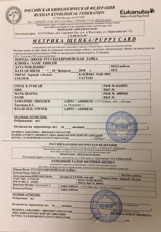 Документы ркф на собаку: что это, какие обязательные, зачем нужны