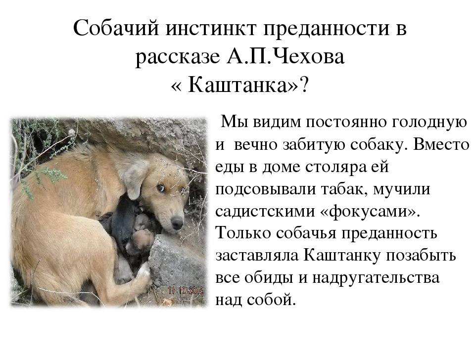 Почему собака лижет руки