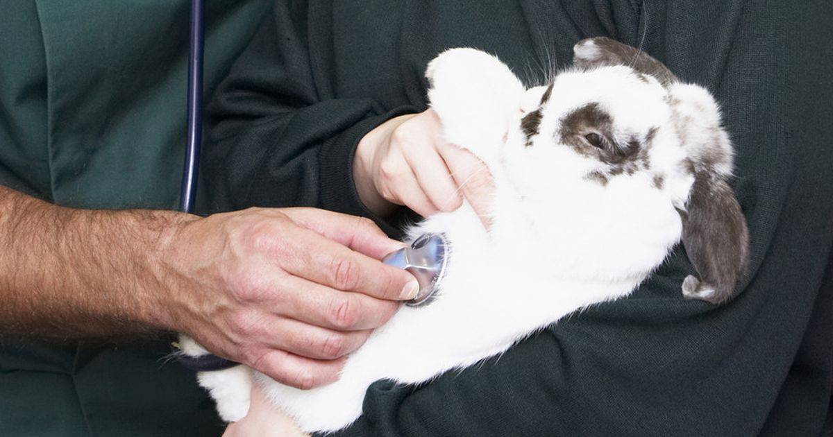 Понос у декоративного кролика причины и лечение