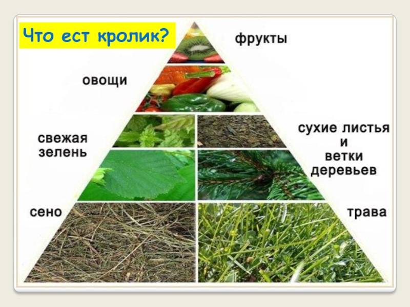 ᐉ какую траву можно давать декоративным кроликам? - zooon.ru