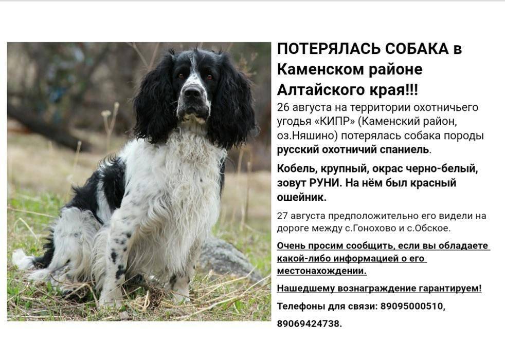 Русский спаниель — порода для любителей прогулок и хозяев частных домов. преимущества и особенности. фото — ботаничка