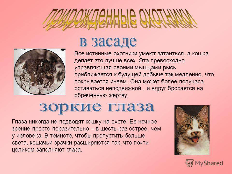 Что делать, если кот нападает на хозяев