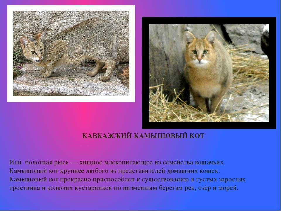 Камышовый кот - как выглядит животное, как выращивать, ухаживать и чем кормить дома