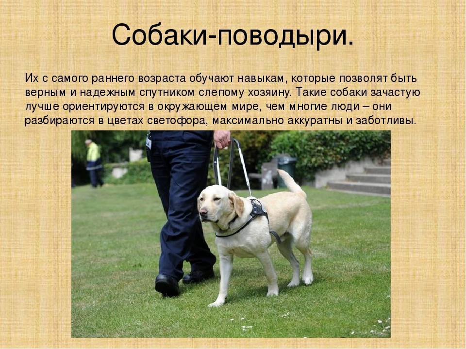 18 популяпных пород служебных собак с описанием | pet7