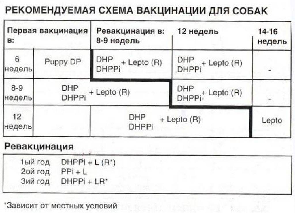 Прививка от бешенства собаке
