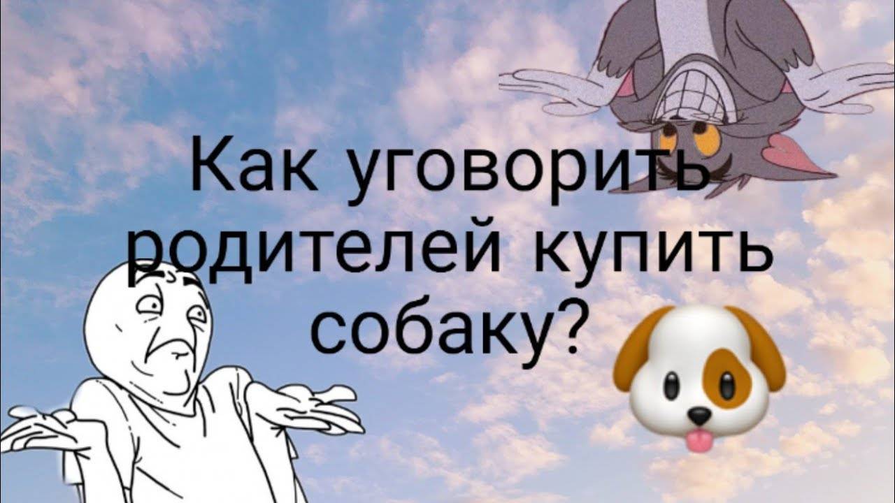Как выпросить у родителей собаку — в доме или квартире