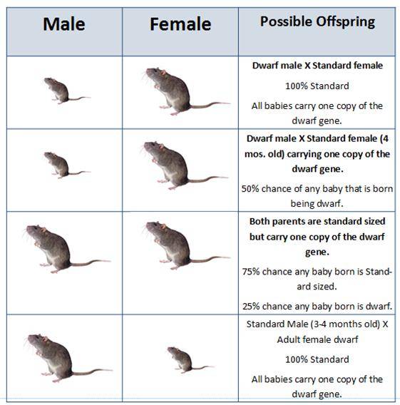 Как определить возраст крысы, отличия молодой крысы от пожилой
