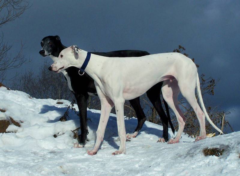 Собака грейхаунд или английская борзая — описание и стандарт породы
