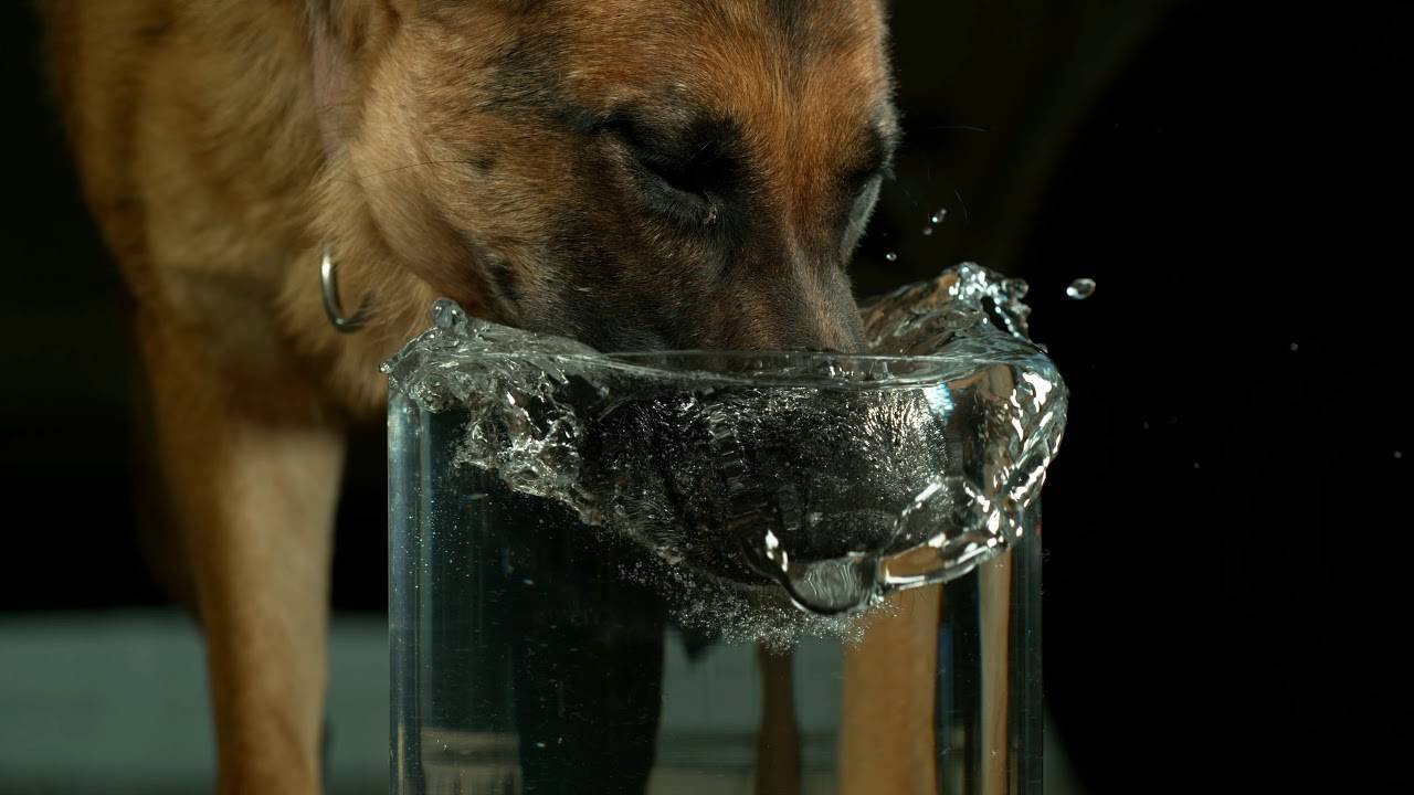 Собака пьет много воды и часто мочится: причины жажды и недержания, почему плохо ест, это симптомы какого заболевания, что нужно делать