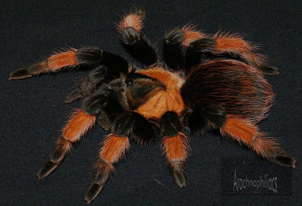 Brachypelma emilia мексиканский паук птицеед, описание brachypelma emilia, кормление и характеристики brachypelma emilia.