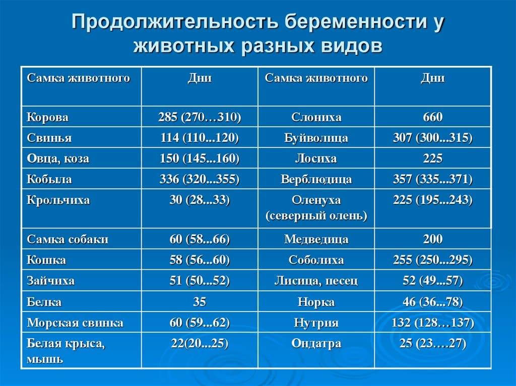 Схватки при первых родах: как понять, что начался родовой процесс