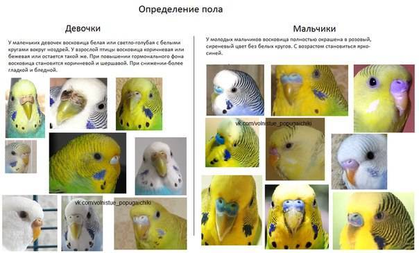 Как определить пол волнистого попугая: как узнать, самка или самец