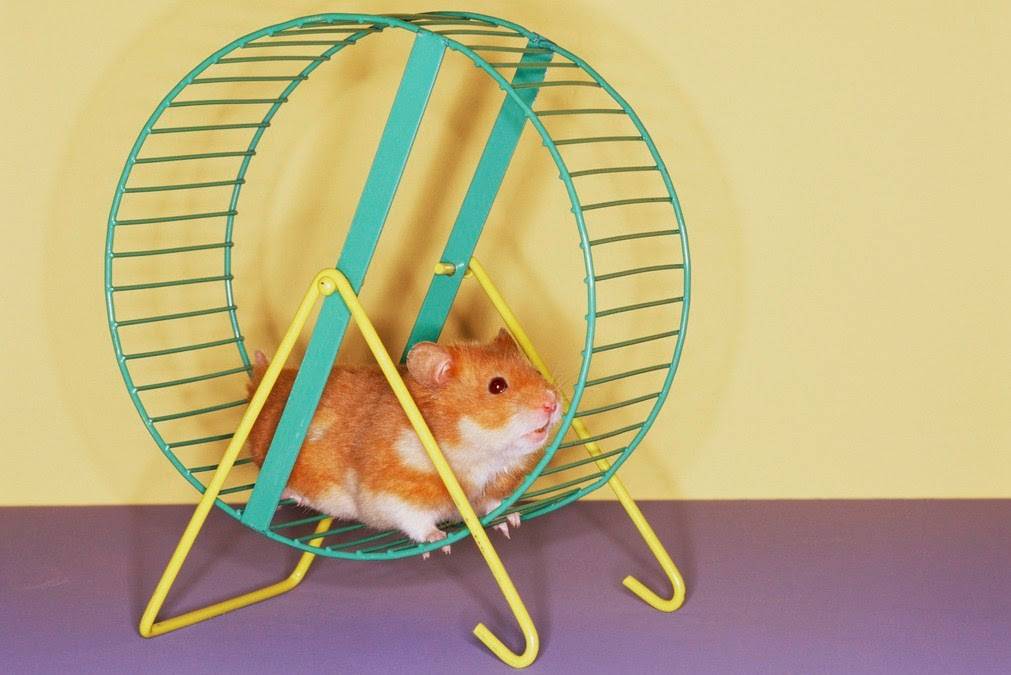 Как играть с хомяком в домашних условиях: практические советы