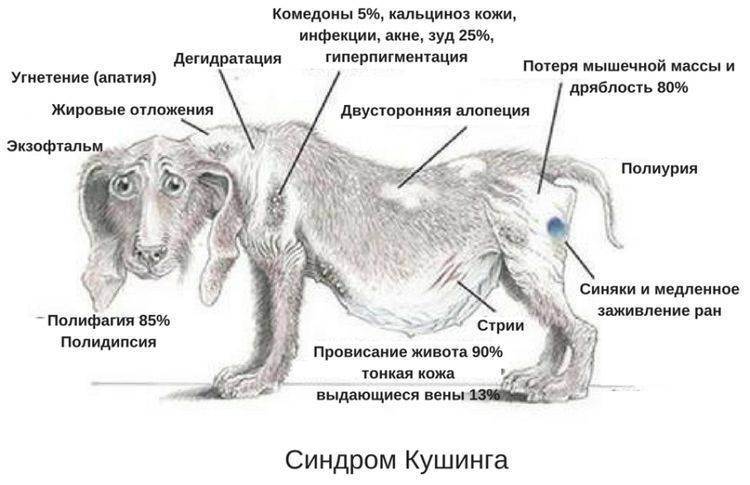 В каком случае у котов отказывают задние лапы: о причинах и лечении