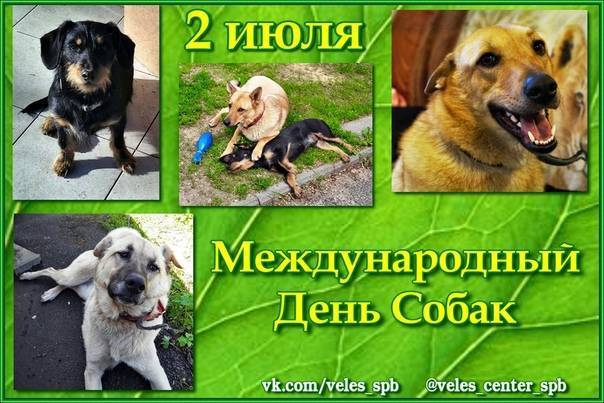 Международный день собак в 2023 году: какого числа, история, события, мероприятия
