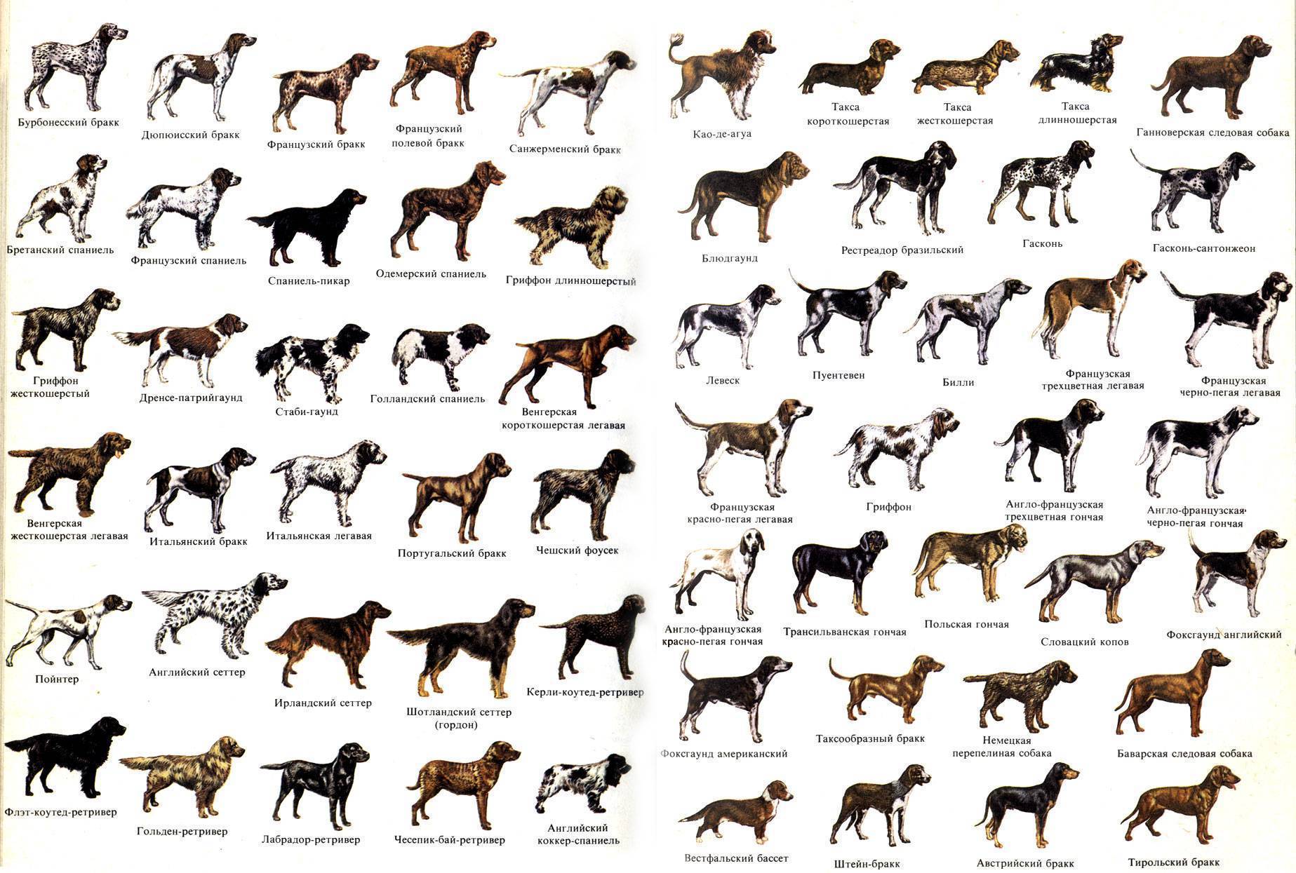 Средние породы собак: фото с названиями
средние породы собак: фото с названиями
