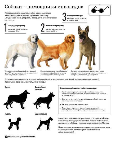 Советы по выбору щенка немецкой овчарки