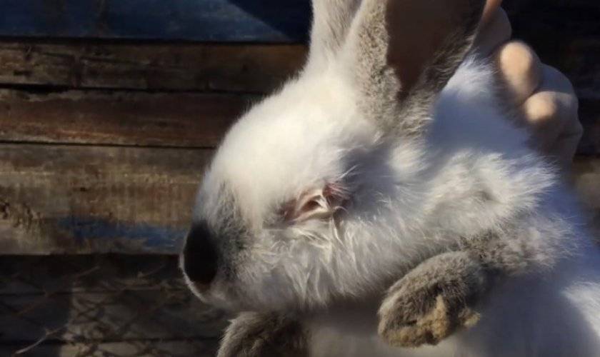 Какие болезни глаз могут быть у кроликов