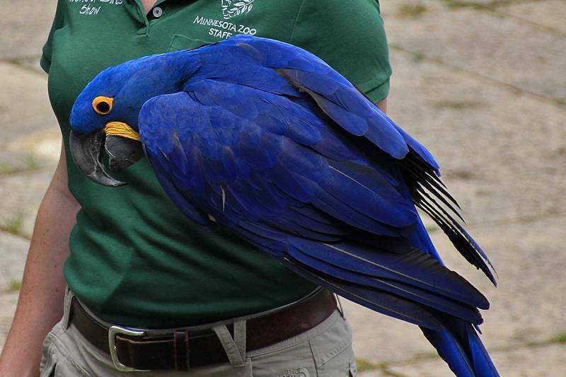 Большие попугаи: описание, виды и особенности содержания