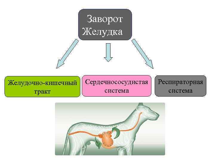 Заворот желудка у собак - причины и лечение | прогнозы и способы лечения заворота желудка у собаки