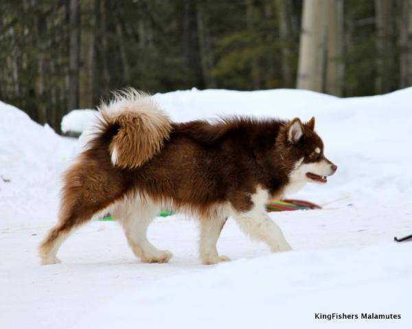 Порода собак эскимосская лайка