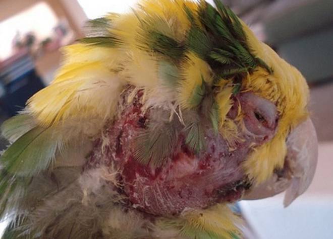 Попугай выщипывает себе перья - причины и лечение