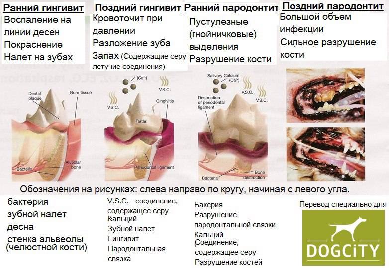 Зубной камень у собак: причины и способы лечения
зубной камень у собак: причины и способы лечения