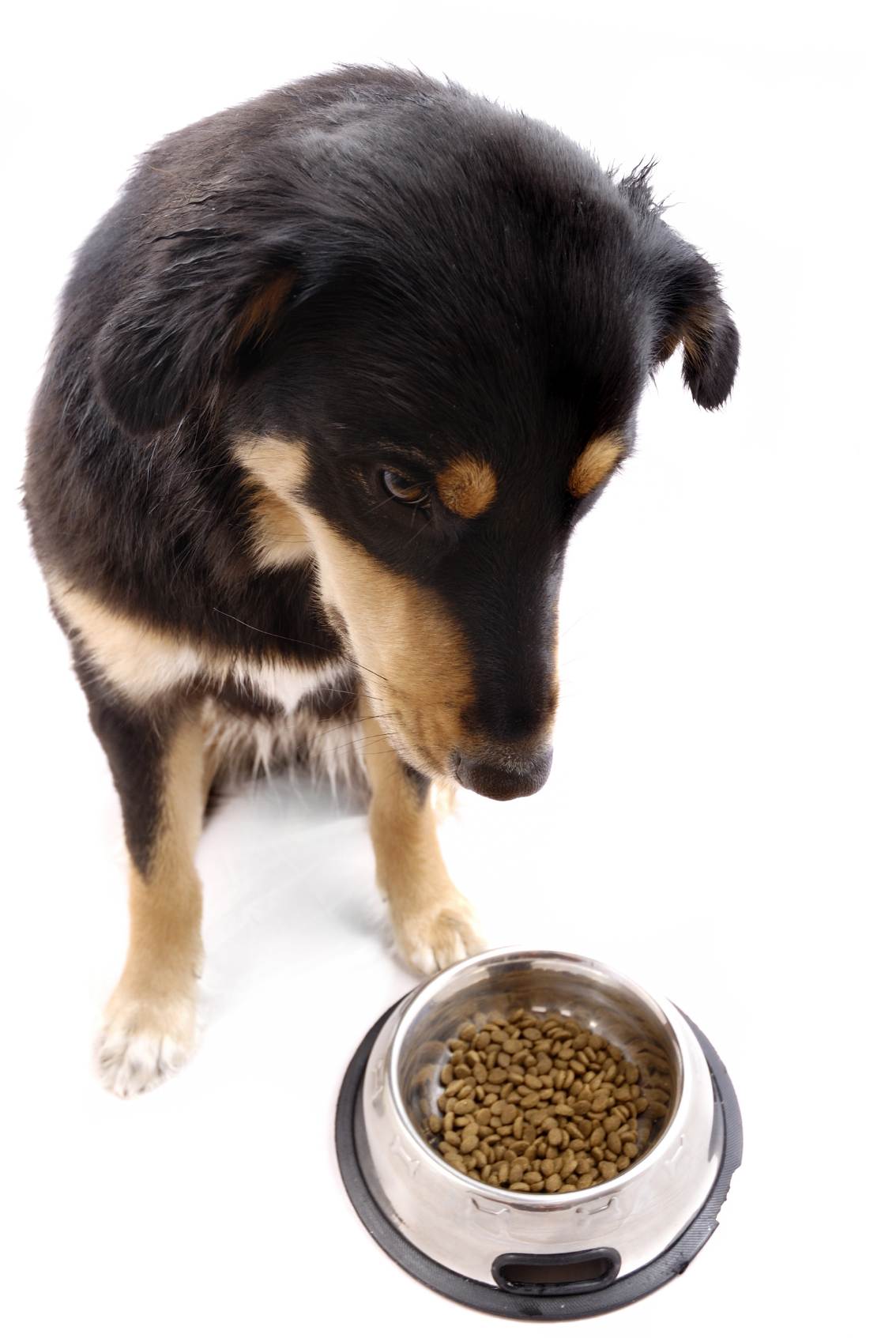 Собака не ест сухой корм: не хочет или не может? выявление причин и решение проблемы