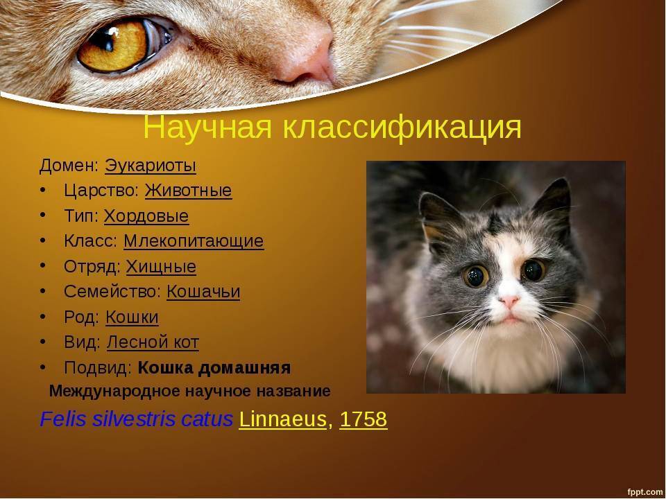 Семейство кошачьи, представители, классификация кошачьих, признаки кошек, строение, инстинкты, органы чувств кошачьих
