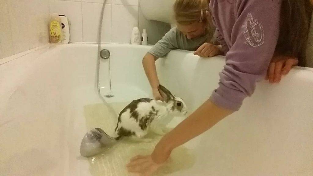 ᐉ можно ли купать декоративного кролика и как это делать? - zooon.ru