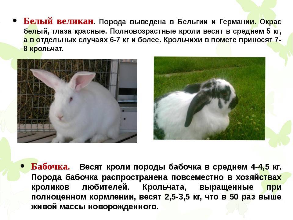 Карликовый кролик в домашних условиях: правила ухода и содержания (120 фото)