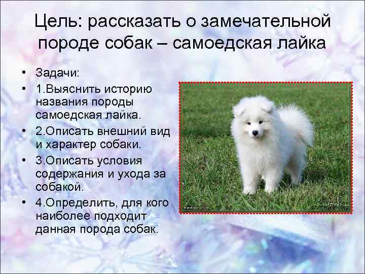 Самоед: фото, описание и характеристика породы собак