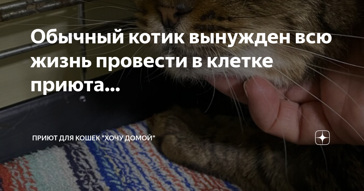 Как отучить котенка кусаться и царапаться: 4 эффективные меры, причины плохого поведения, как избежать ошибок в воспитании