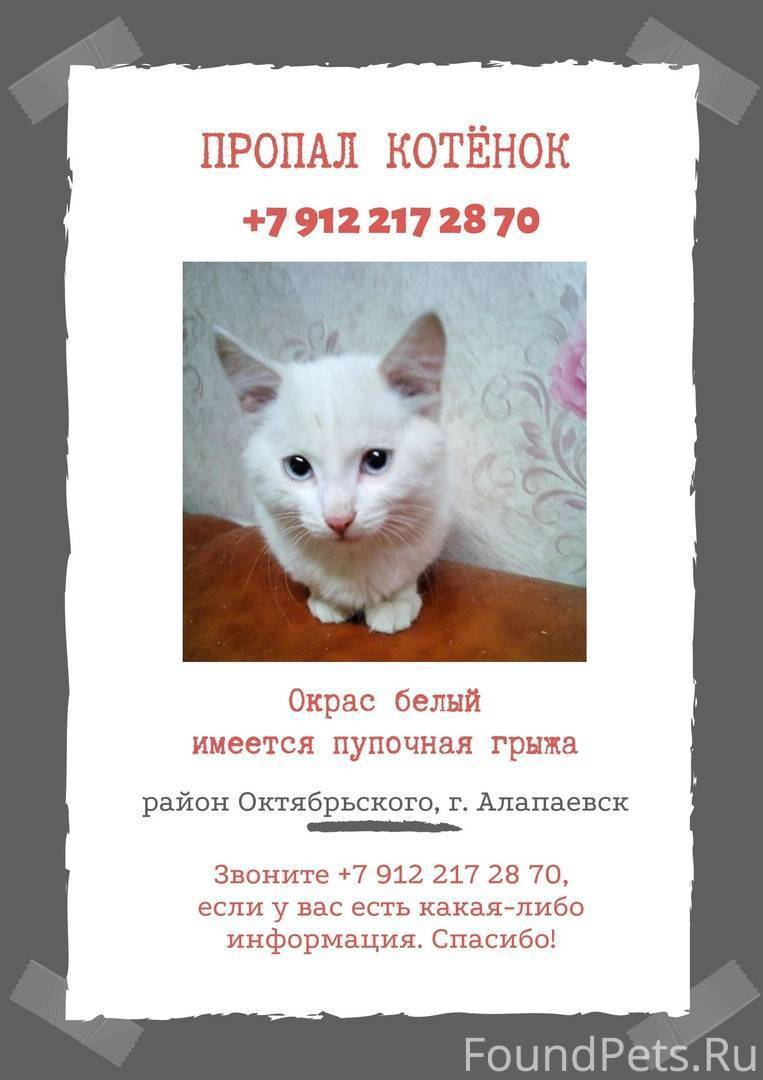 Пропал кот: как узнать, живой ли он, что делать, если кошка потерялась, почему животное уходит из дома