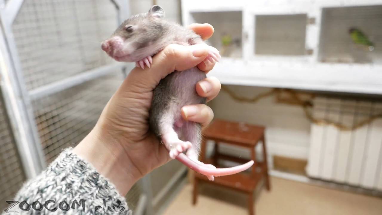 Домашняя декоративная крыса: как ухаживать в домашних условиях, содержание и кормление, всё о ручных крысах, что нужно для питомца