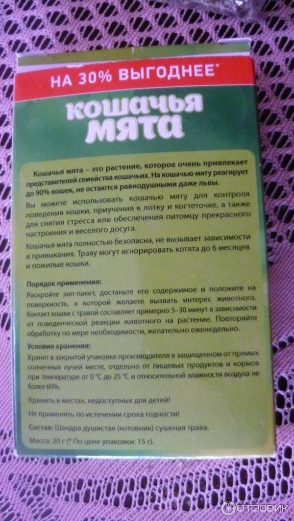 Котовник — полезен не только для котов - бесценные дары природы
