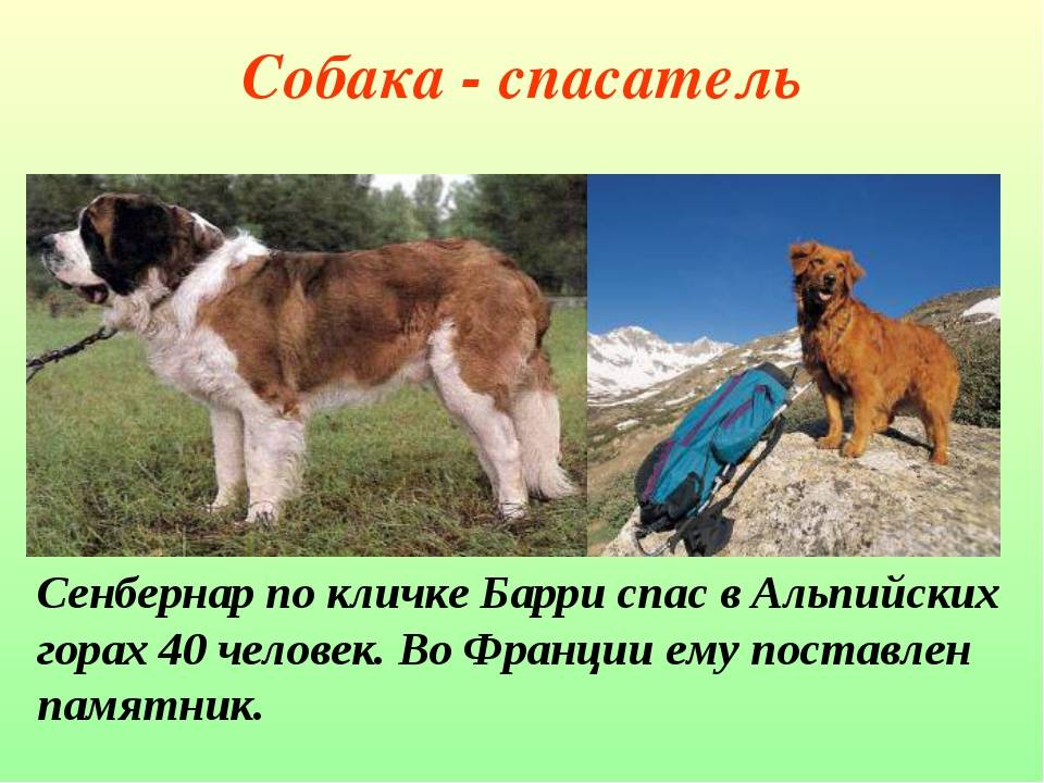 Собаки спасатели мчс: в горах, на воде и их породы