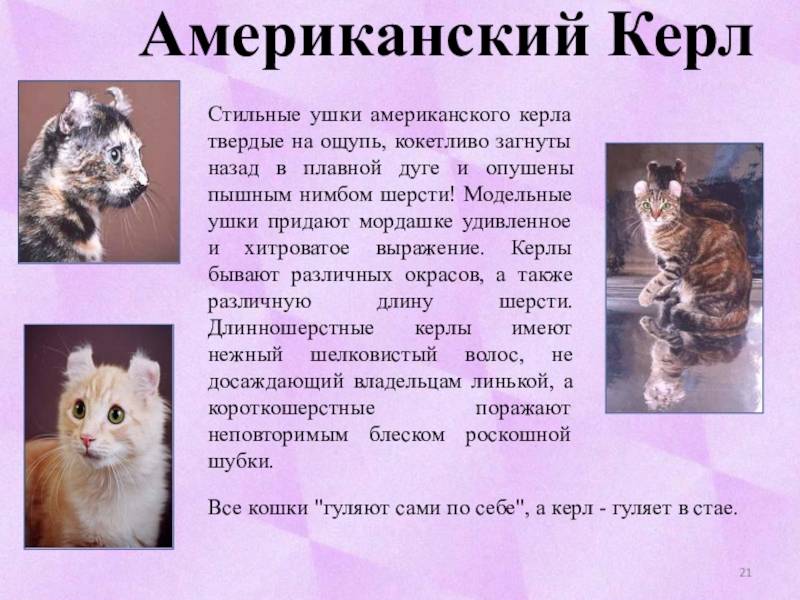 Американский керл: описание породы, характер, здоровье