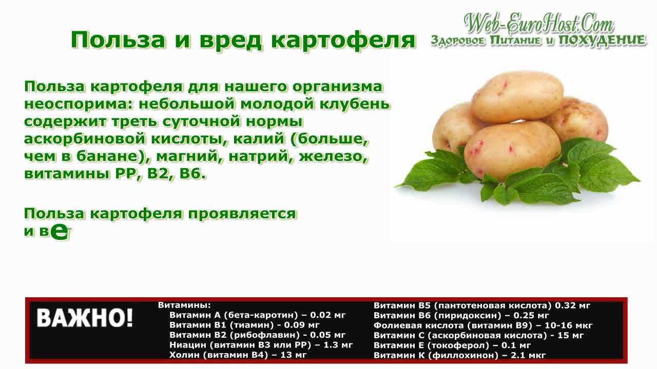 Можно ли давать хомякам картошку?
