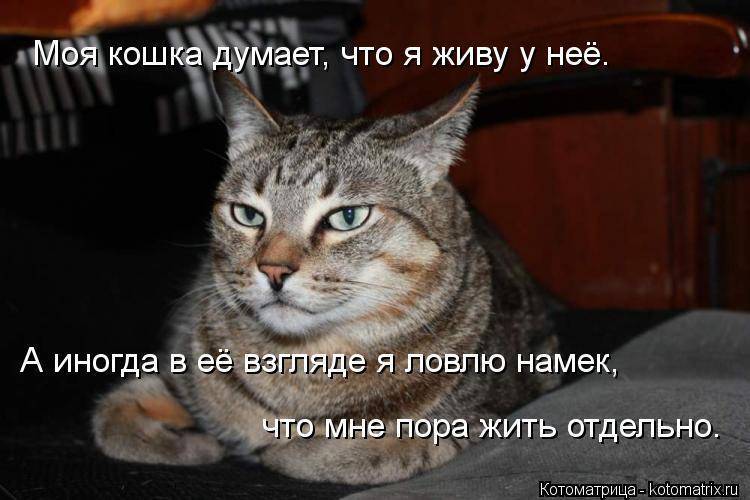 Коты думают, что люди – это большие кошки