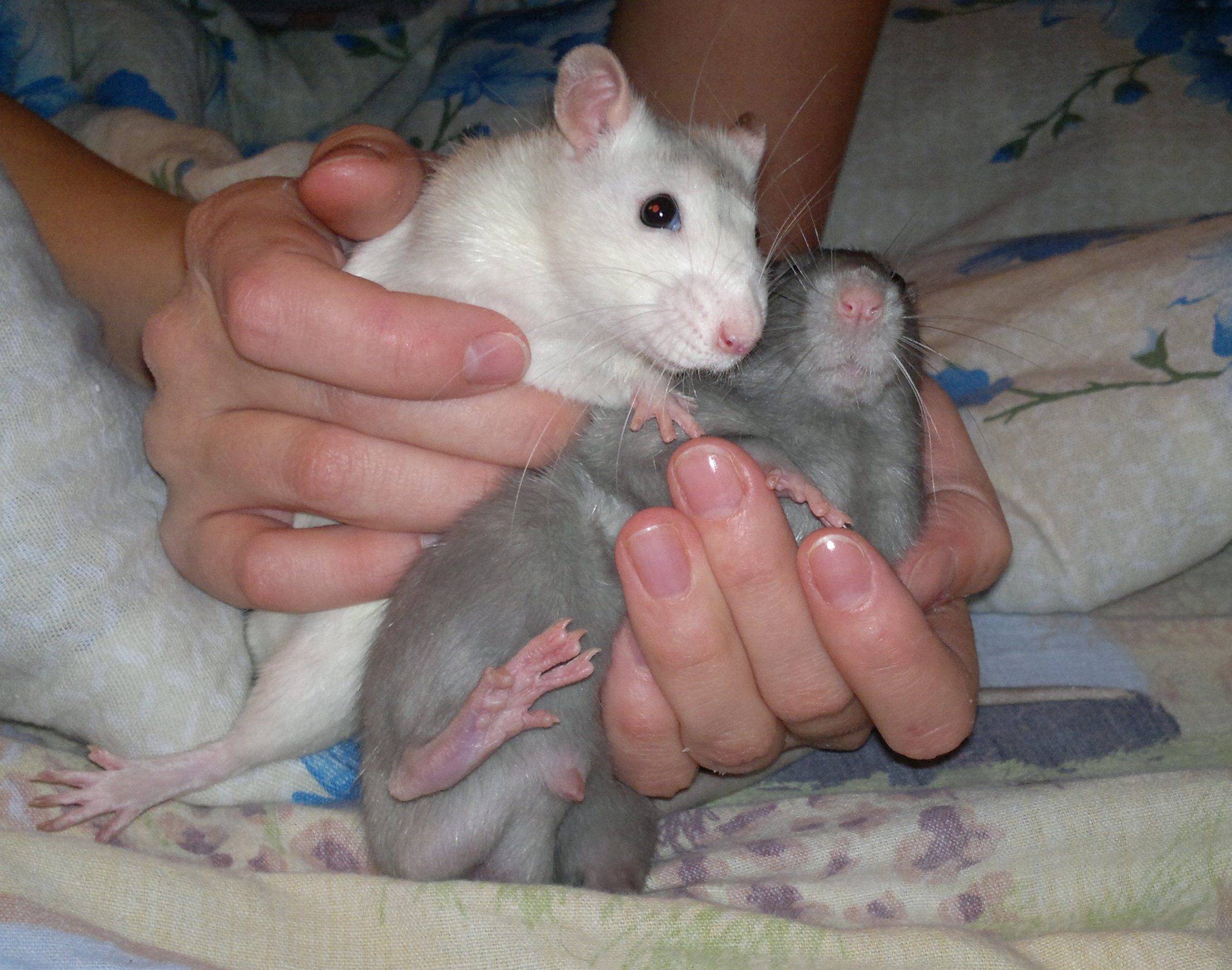 Сколько ходят беременные крысы, сколько у них рождается крысят, и другие вопросы.